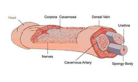 Blood flow in penis